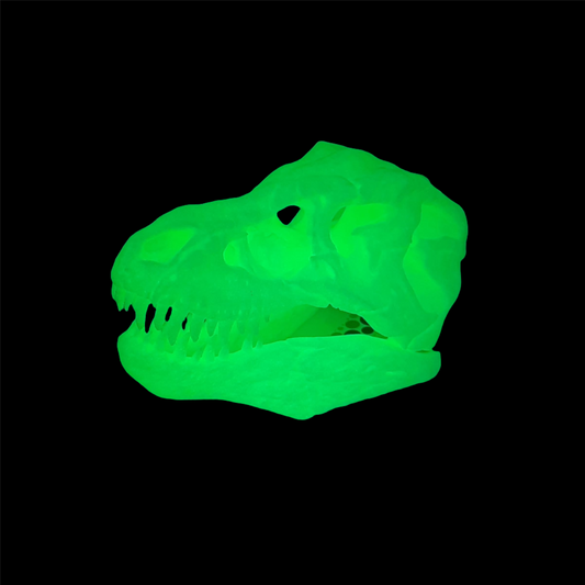 Side view of 3D Printed T - Rex Skull glow in the dark